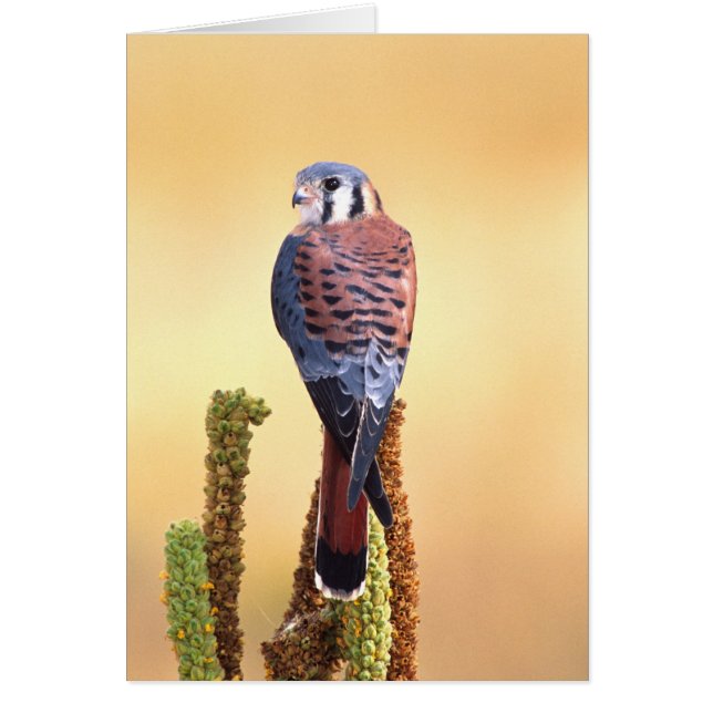 Cernícalo americano, Falco sparverius, Nativo de E (Frente)
