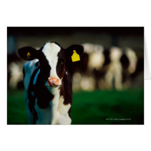 Cernícalo de Holstein-Friesian
