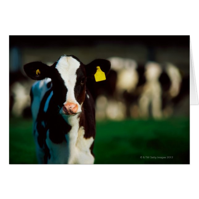 Cernícalo de Holstein-Friesian (Anverso (Horizontal))