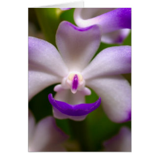 cerrado por la flor orquídea