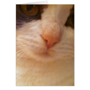 Cerrar Cat con tarjeta de nariz rosa