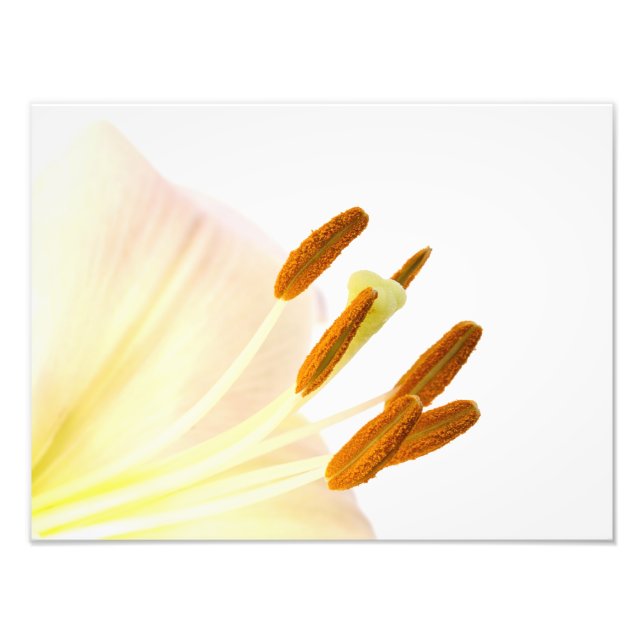 Cerrar foto de lily stamen (Frente)