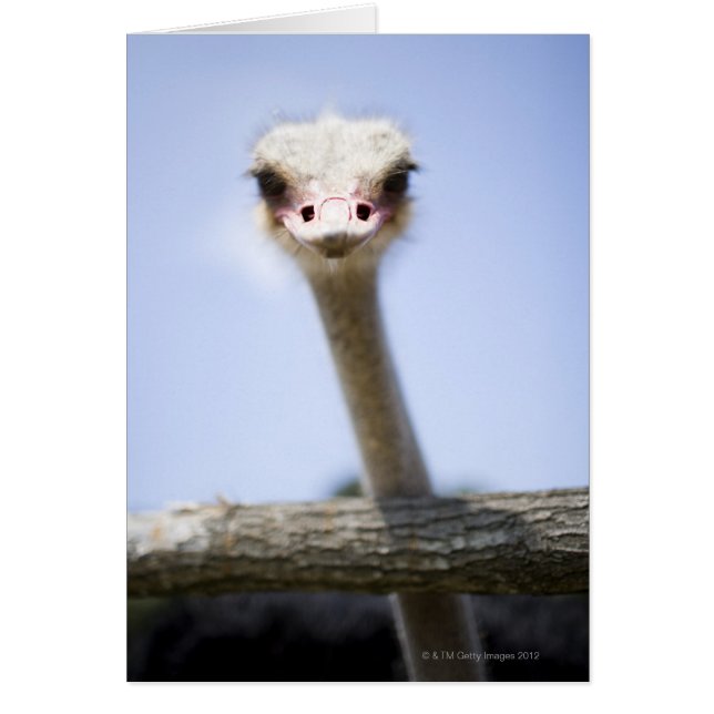 Cerrar la cabeza de avestruz (Frente)