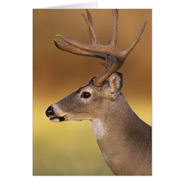 Cerveza blanca, Odocoileus virginianus, (Frente)