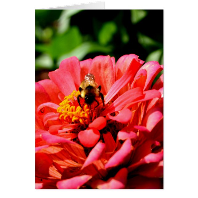 Cerveza y zinnia de coral (Frente)