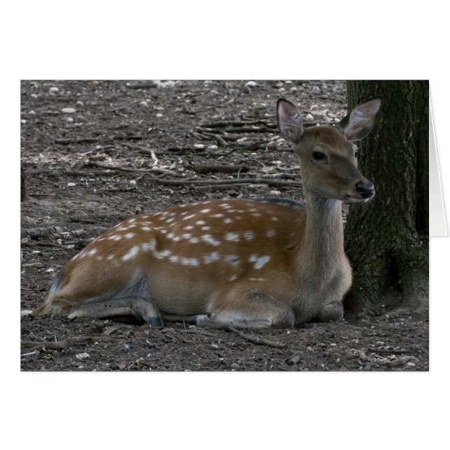 Cervus nippon (Anverso (Horizontal))