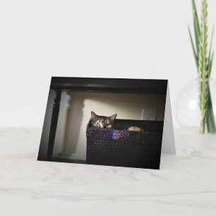 Cesta de gato, tarjeta