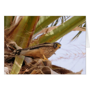 Cestrel, Turmfalke, falco tinnunculus