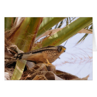 Cestrel, Turmfalke, falco tinnunculus
