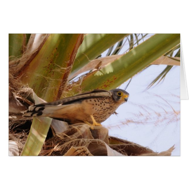 Cestrel, Turmfalke, falco tinnunculus (Anverso (Horizontal))