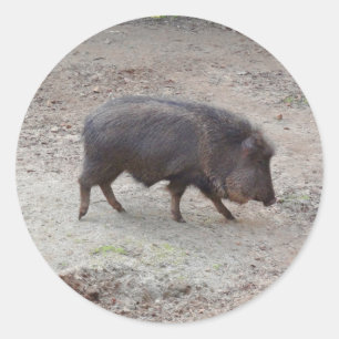 Chacoan Peccary #2 Pegatinas