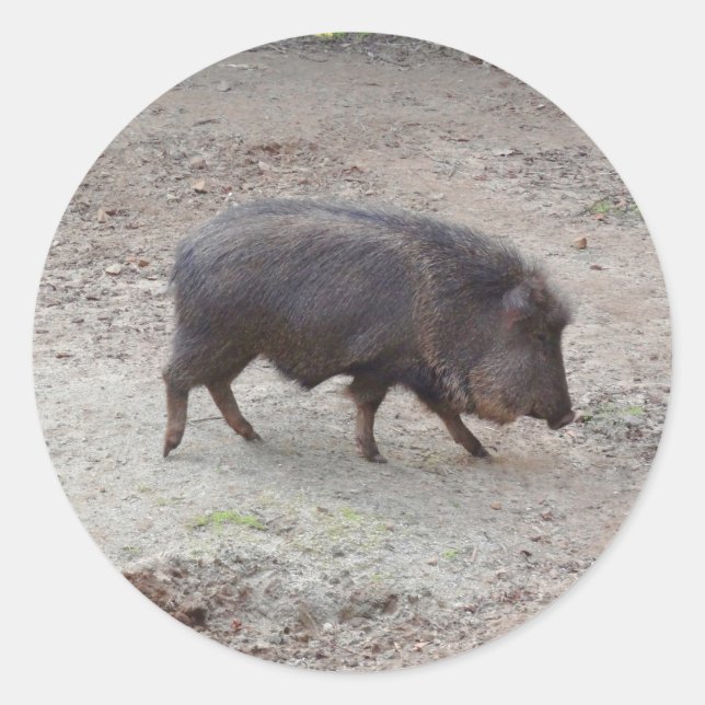 Chacoan Peccary #2 Pegatinas (Anverso)