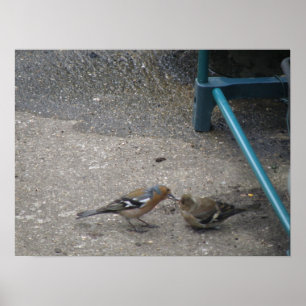 Chaffinch Chick recibe la impresión de la Reserva