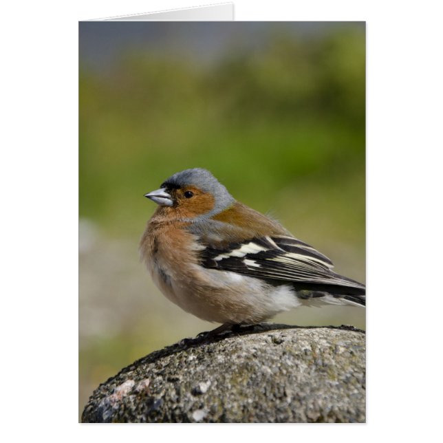 Chaffinch masculino (SALVAJE: Coelebs del (Frente)