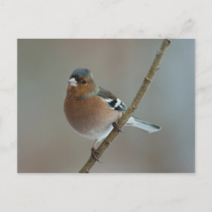Chaffinch - postal