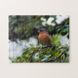 Chaffinch sobre el rompecabezas de Jigsaw
