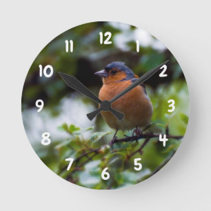 Chaffinch sobre una rama Reloj de pared acrílico