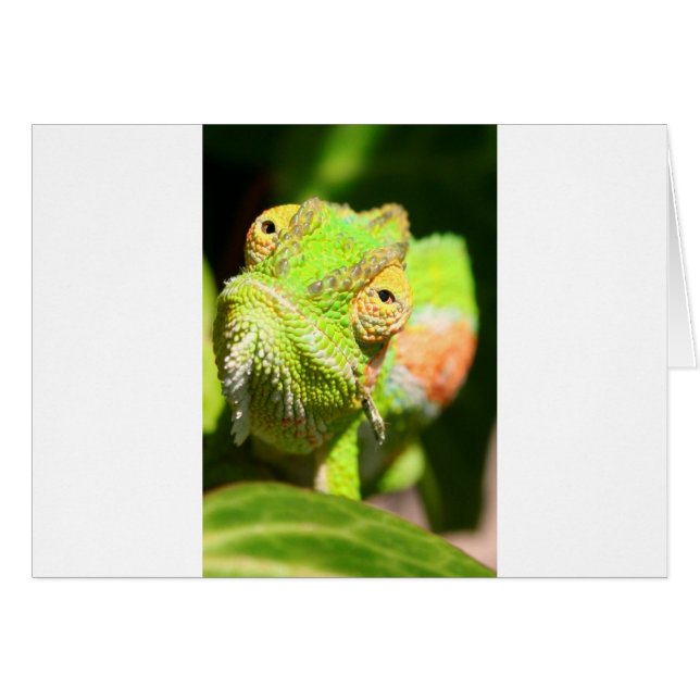Chameleon (Anverso (Horizontal))
