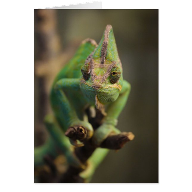 Chameleon (Frente)