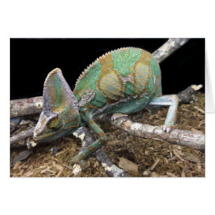 Chameleon con velo - La cabeza dura