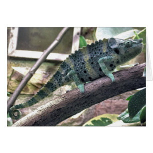 Chameleon de Meller - Chamaeleo melleri