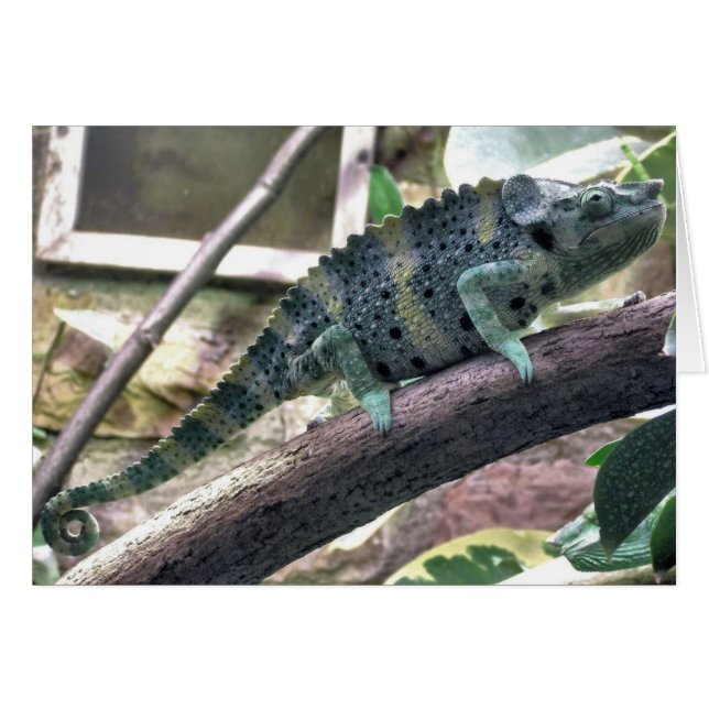 Chameleon de Meller - Chamaeleo melleri (Anverso (Horizontal))