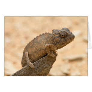 Chameleon en Namibia