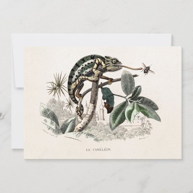 Chameleon Lizard Retro Chameleons vintage de los a (Anverso)