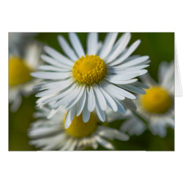 Chamomile flowers