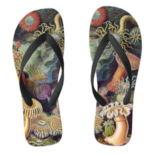 Chanclas Anémonas marinas vintage de Ernst Haeckel