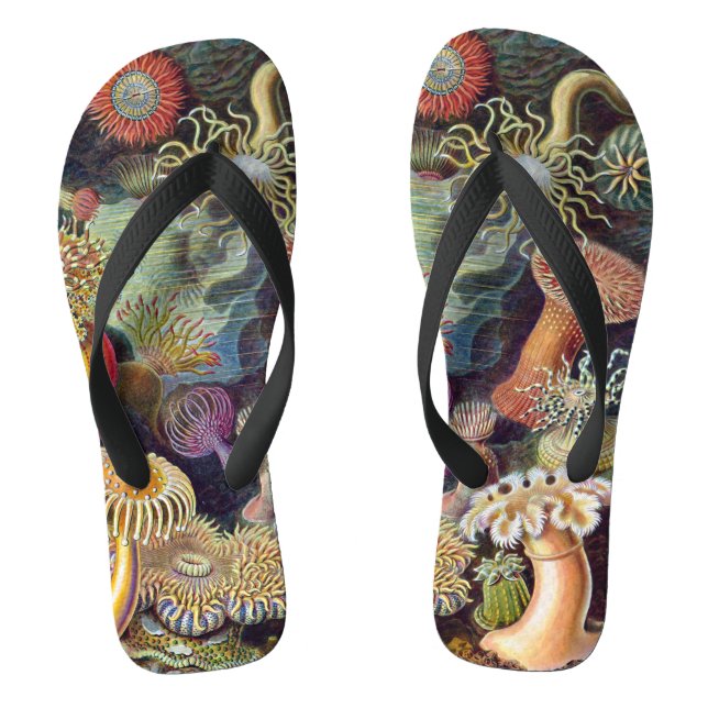 Chanclas Anémonas marinas vintage de Ernst Haeckel (Plantilla)