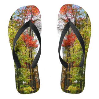 Chanclas Árboles caídos y fotografía de la naturaleza otoña