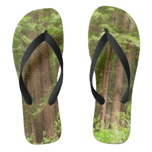 Chanclas Árboles de secuoya en monumento nacional Muir Wood