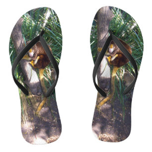 Chanclas "Arriba en árboles: Un canguro de árbol australian