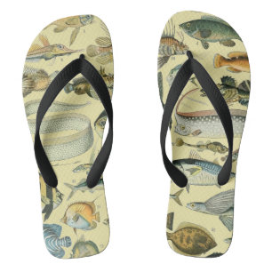 Chanclas Arte de pesca científica de peces de época