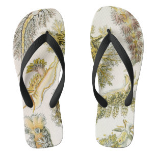 Chanclas Babosas marinas, caracoles por Ernst Haeckel, Anim