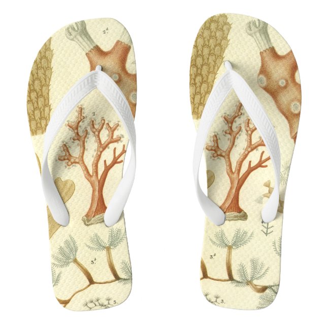 Chanclas Biología del libro de texto de ciencia, animales d (Plantilla)