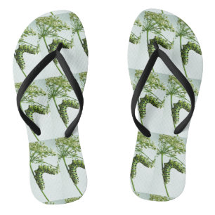Chanclas Black Swallowtail Caterpillar parsante
