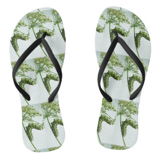 Chanclas Black Swallowtail Caterpillar parsante