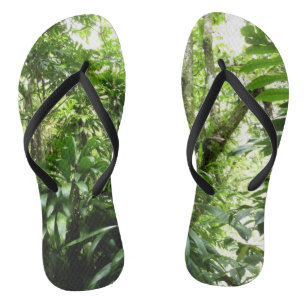 Chanclas Bosque lluvioso dominicano I Naturaleza tropical v