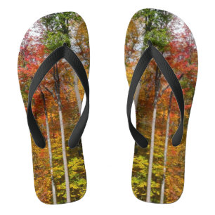 Chanclas Caída en la colorida fotografía de otoño en el bos
