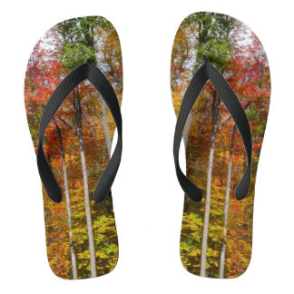 Chanclas Caída en la colorida fotografía de otoño en el bos
