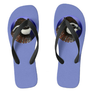 Chanclas Círculo de la cabeza de la cola blanca Bobwhite