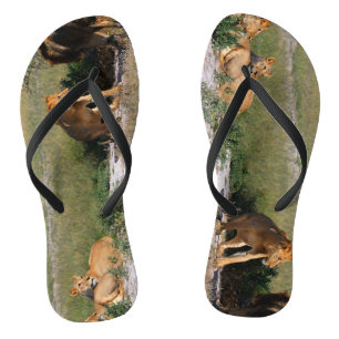 Chanclas de Leones del Desierto del Kalahari