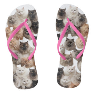 Chanclas El gato lindo se enfrenta a un verano elegante