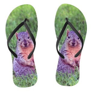 Chanclas Foto de la fauna marina de la ardilla