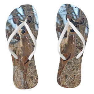 Chanclas Foto de Wildlife Deer Woods