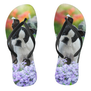 Chanclas Foto linda del mascota del retrato del perrito del