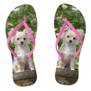 Chanclas Foto poner crema de pelo largo linda del perrito