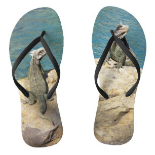 Chanclas Fotografía de Iguanas y Vida Silvestre Tropical